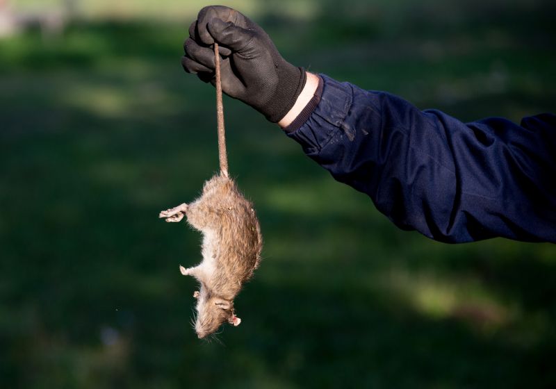 Dead Rodent Removal
