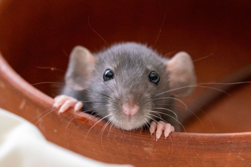 Dead Rodent Removal