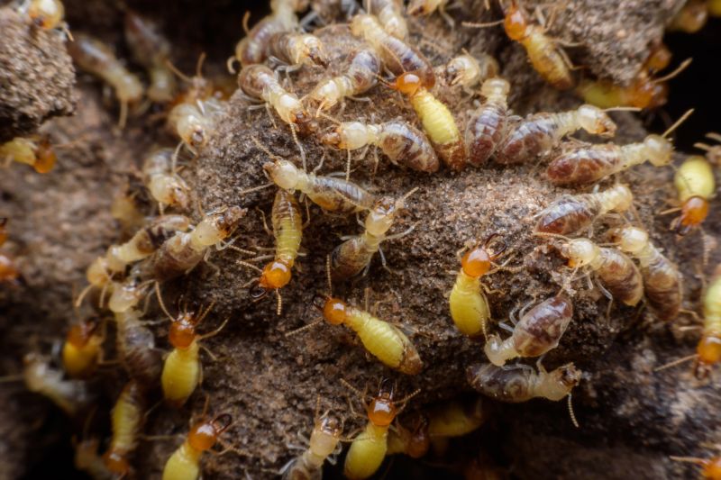 Termites