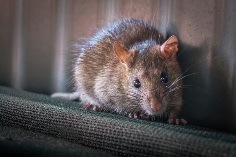 How Mice, Rats, And Rodents Damage Homes And Businesses
