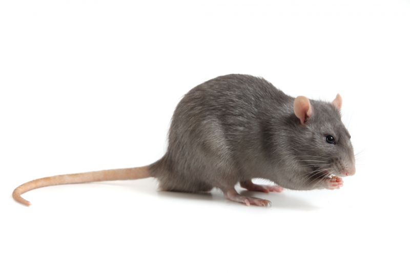 How Rodents Contaminate Food Storage Areas And Pantries