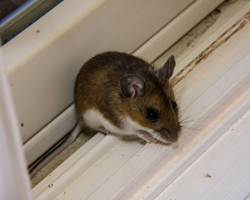 Signs You Have A Mouse, Rat, Or Rodent Infestation