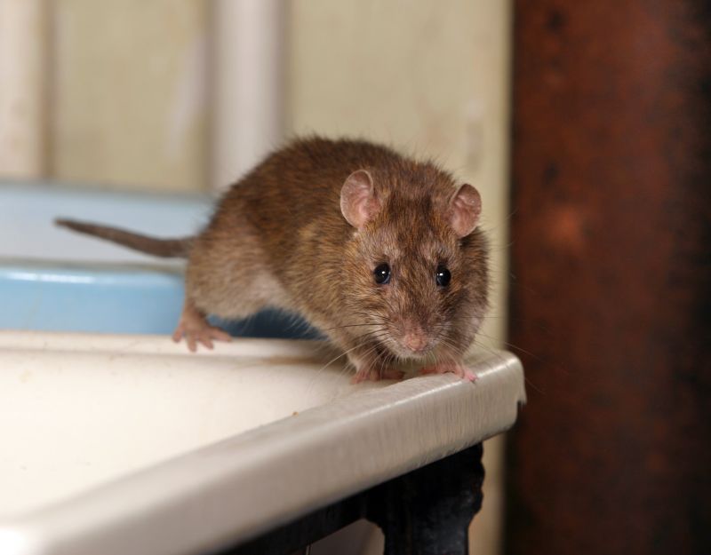 Signs You Have A Mouse, Rat, Or Rodent Infestation